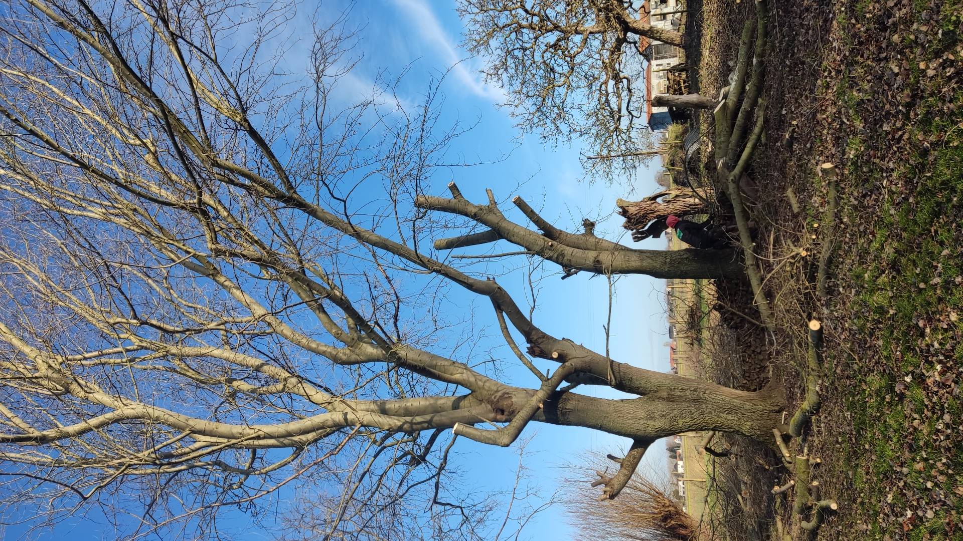 Élagage d'un grand arbre en bordure de champ, branches descendues au sol